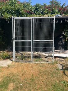 dog r