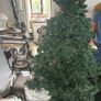christmas tree Image 2