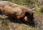 2 x Kunekune Pigs