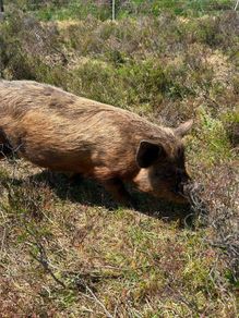 2 x Kunekune Pigs