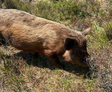 2 x Kunekune Pigs