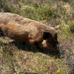 2 x Kunekune Pigs