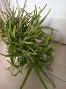 Aloe Vera plant with ceramic pot