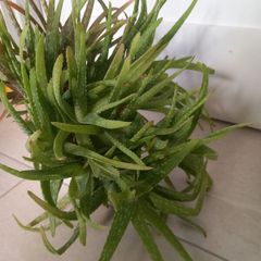 Aloe Vera plant with ceramic pot