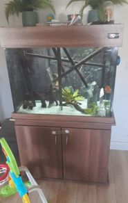 fish