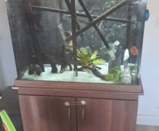 fish