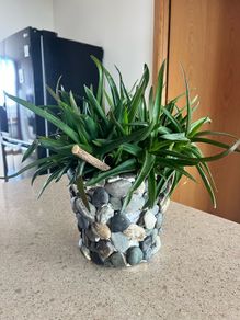 Plant