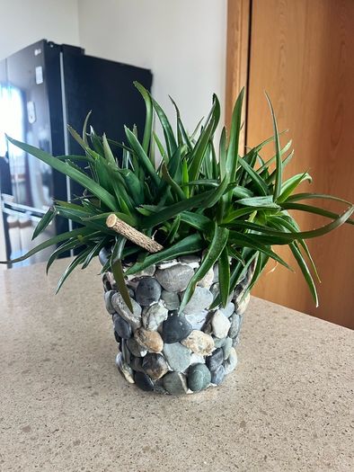 Plant