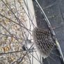 bike wheels  x 3 Image 4