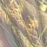 50" Hand Painted Japanese/Chinese Fan Image 6