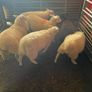 Texel Cross Ewe lambs ONLY 2 LEFT Image 8
