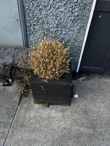 Two medium size buxus in pot