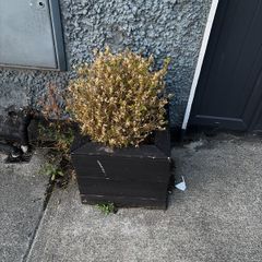 Two medium size buxus in pot