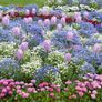 (D) Pomponette Daisy Mixed Seeds 0.1g (883607) Image 2