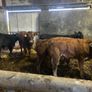 Organic Wealings Image 6