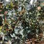 Eucalyptus Tree Image 5