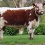 Pedigree Irish Moiled heifer Image 3