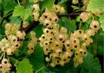 White currant 5l pot available in September 2024