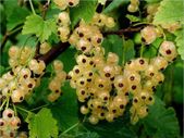 White currant 5l pot available in September 2024