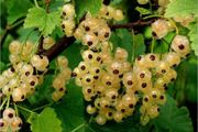 White currant 5l pot available in September 2024