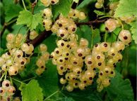 main image for ad White currant 5l pot available in September 2024