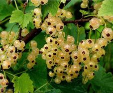 White currant 5l pot available in September 2024