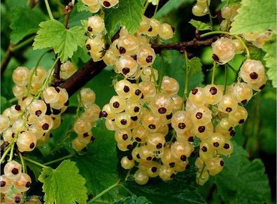 White currant 5l pot available in September 2024