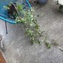 Plants - Clematis Montana Image 3