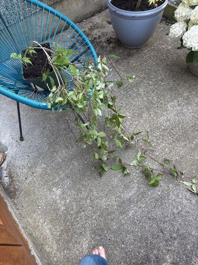 Plants - Clematis Montana