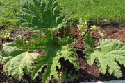 Gunnera