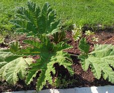 Gunnera