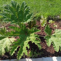 Gunnera