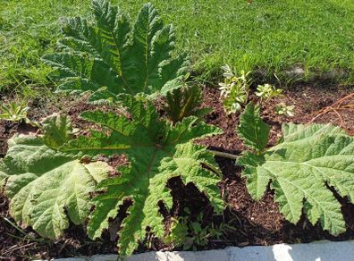 Gunnera