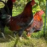 Roosters Image 2