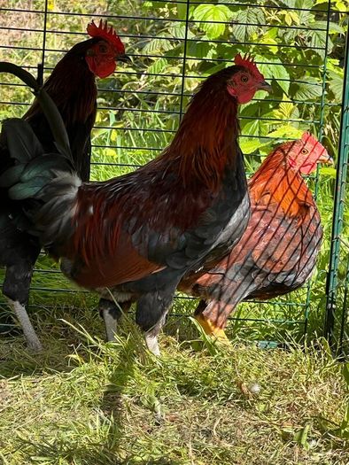 Roosters