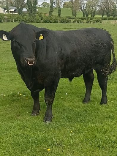 Angus bull