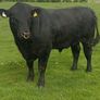 Angus bull Image 6