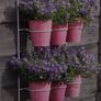 Plant Wall hanger 6 for 15 euro Image 4