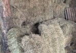 Small Square Hay Bales For Sale 3 euro each