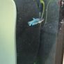 betta Image 6