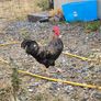 roosters Image 6