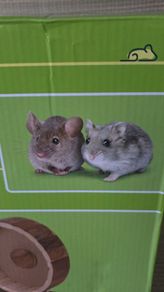 Hamster weel