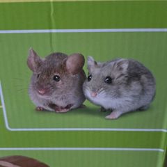 Hamster weel
