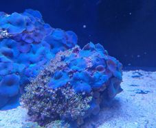 Green star polyp/blue mushroom