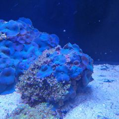 Green star polyp/blue mushroom