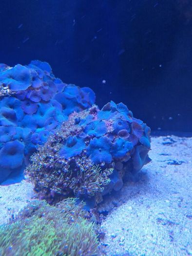 Green star polyp/blue mushroom