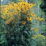 Quality Green Metal Plant Supports x 9 Image 2