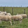 14 Texel Hoggetts Image 4