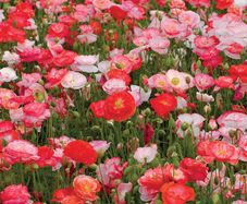 (P) Flanders Poppy Shirley seeds 0.5g (4500s) (411382)