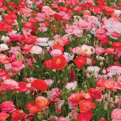 (P) Flanders Poppy Shirley seeds 0.5g (4500s) (411382)